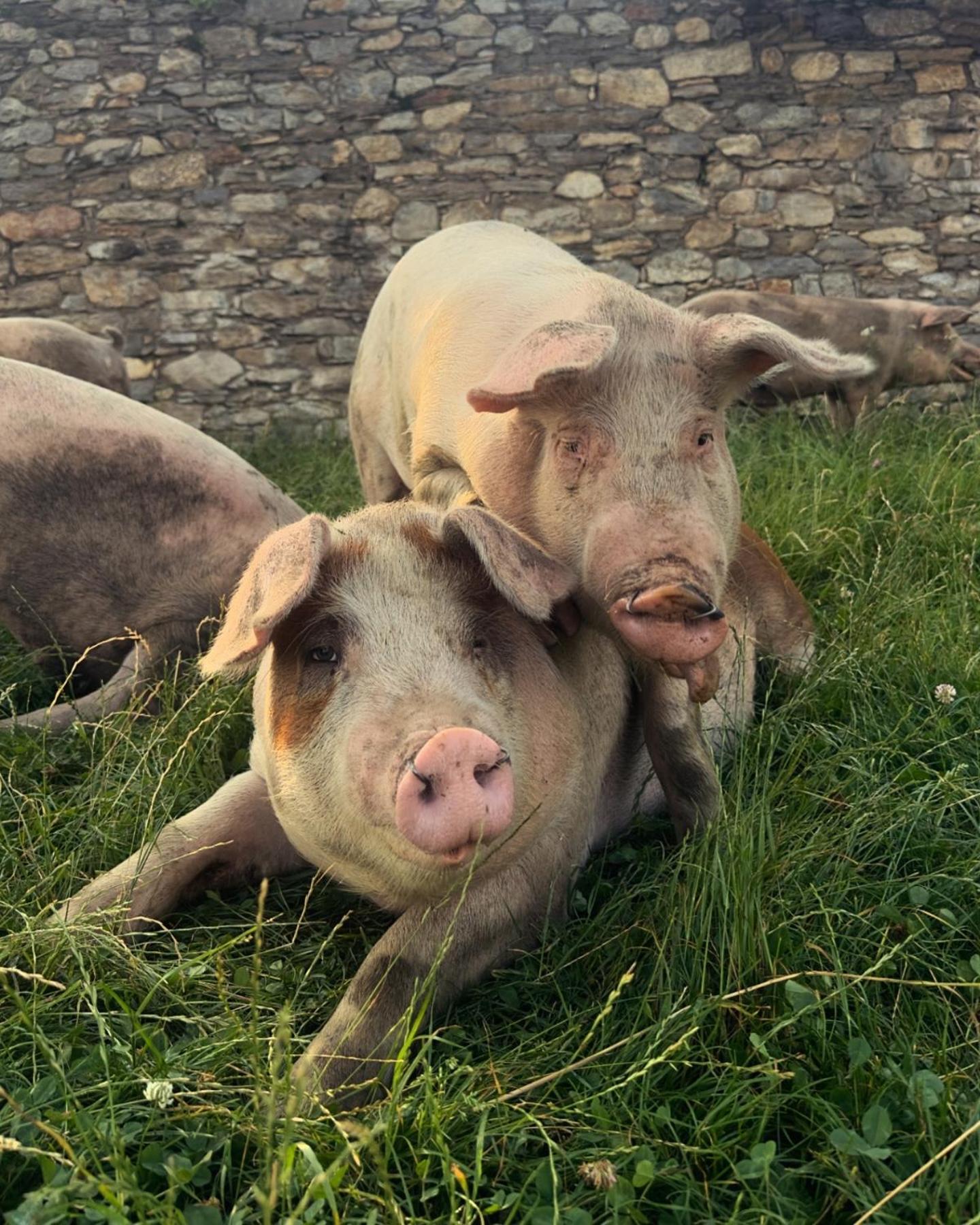 Agriturismo Giacomino Gera Lario Eksteriør billede